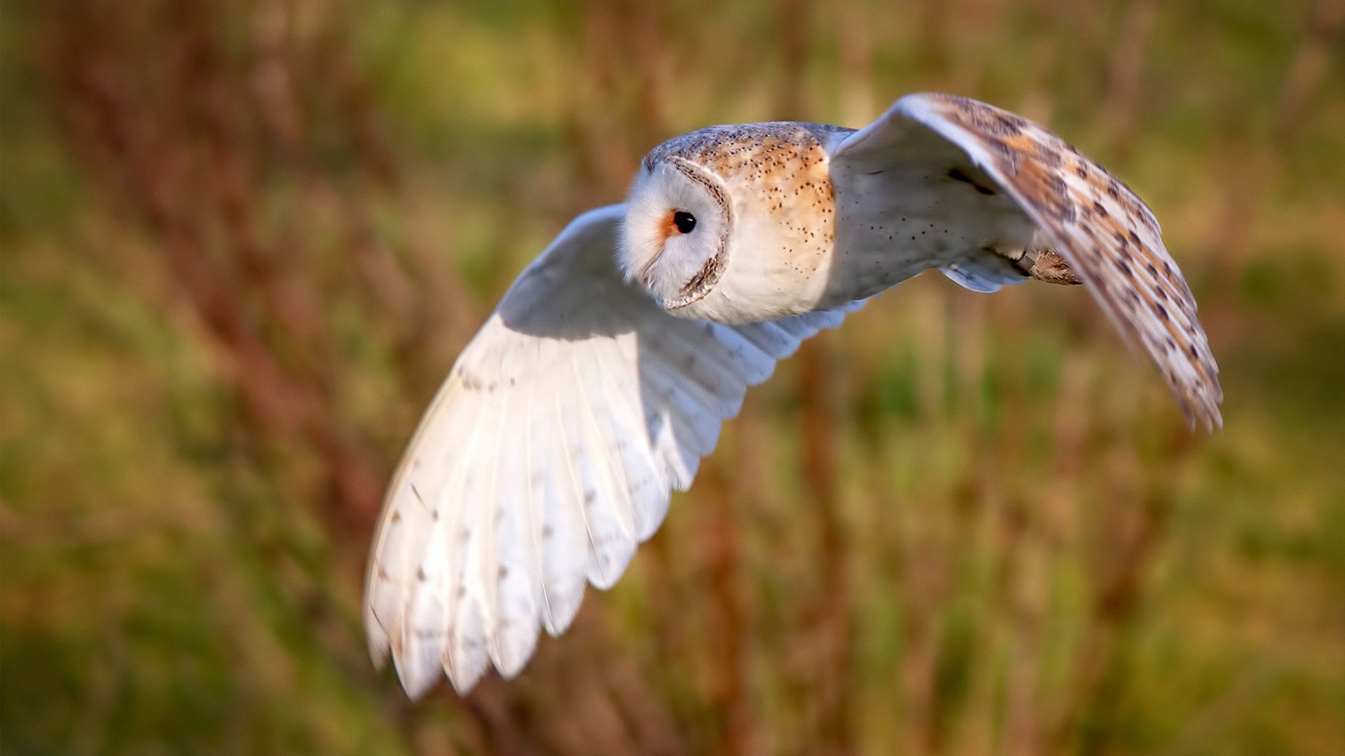 “中国足球俱乐部海外交流合作频繁”,中国足协规划外籍球员
