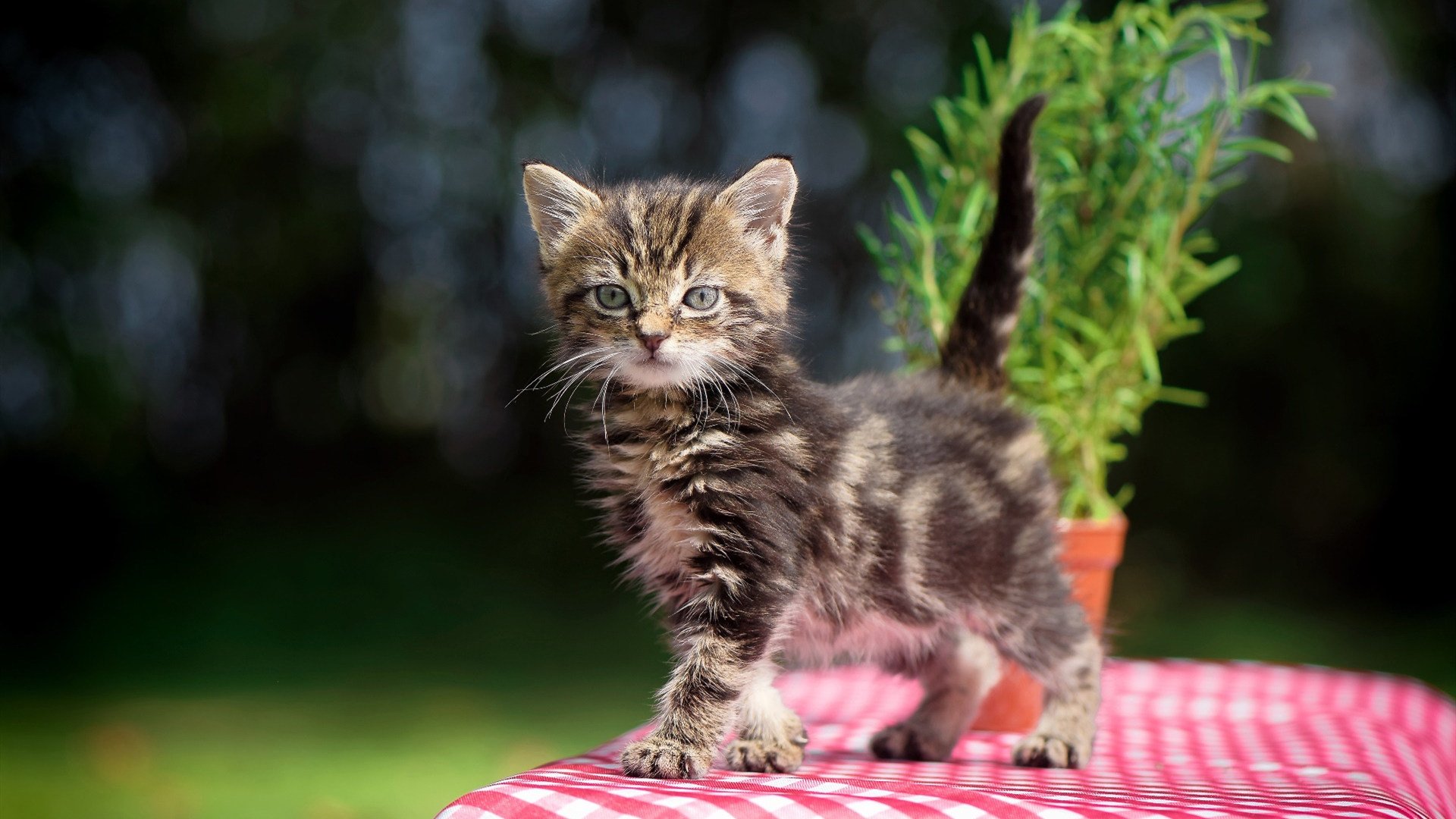 _马刺队坚持磨合,战斗精神令人敬佩_,马刺团队配合集锦