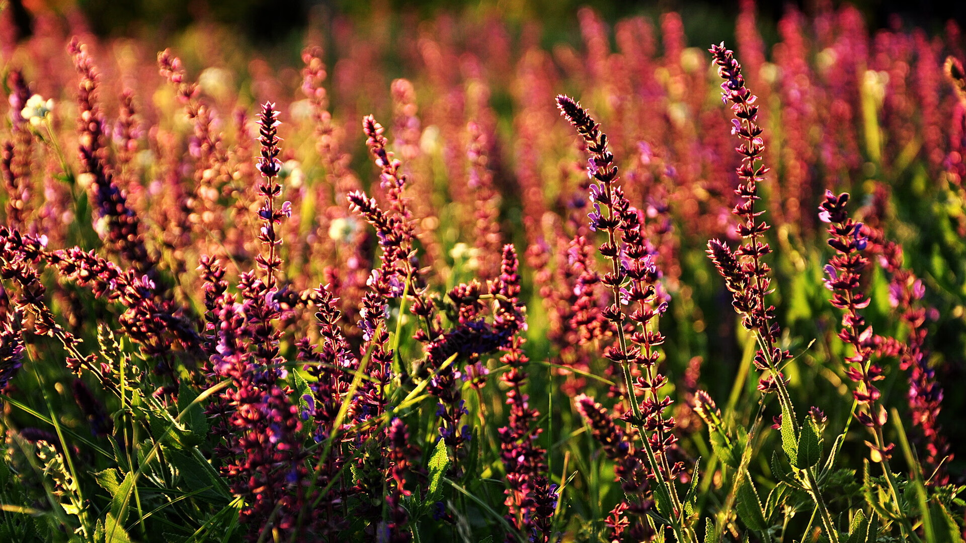 “英超迎来终章倒计时,战局扑朔迷离”,英超收官战