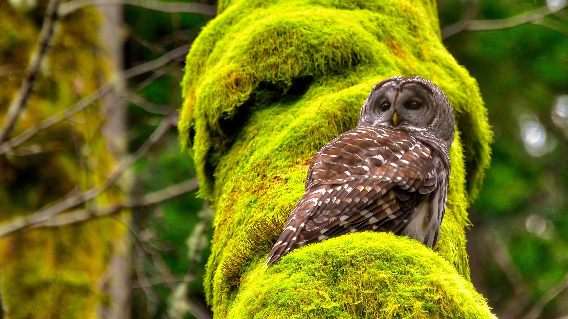 佩德里入选欧洲杯最佳阵容，佩德里入选欧洲杯最佳阵容了吗