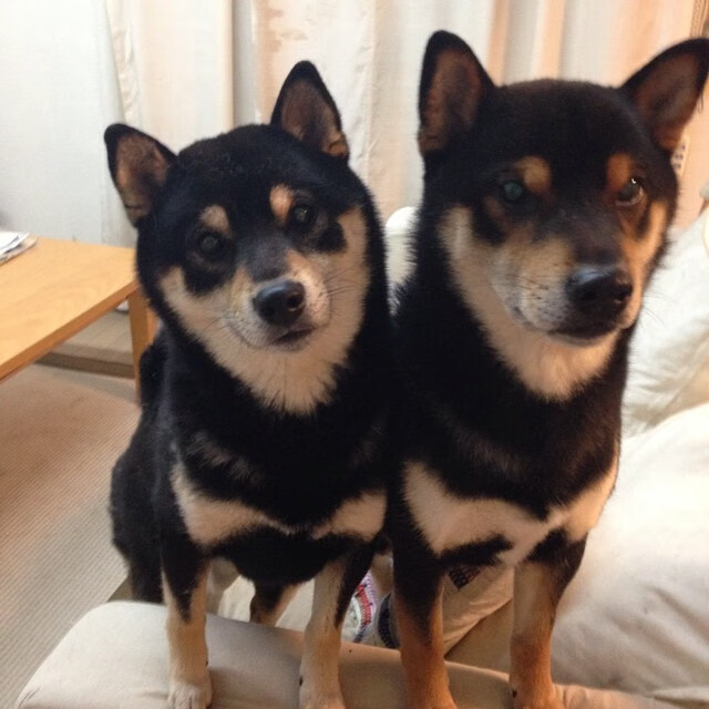 克罗地亚马术协会与非洲马术协会开展技术援助项目,提升当地水平。