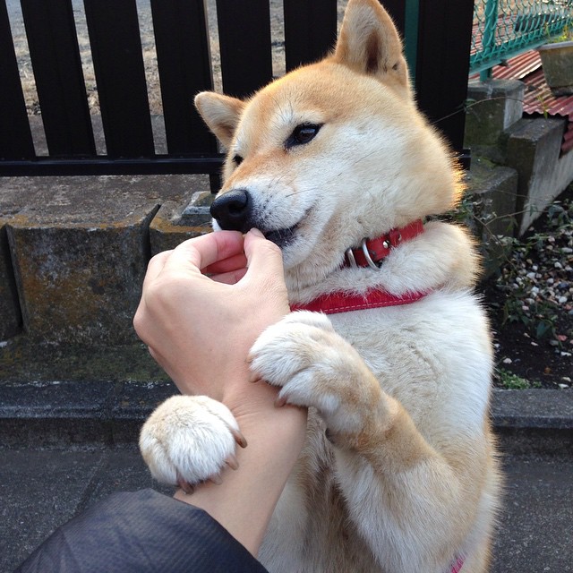 全国踢毽子比赛,传统文化新风尚,踢毽子比赛赛制