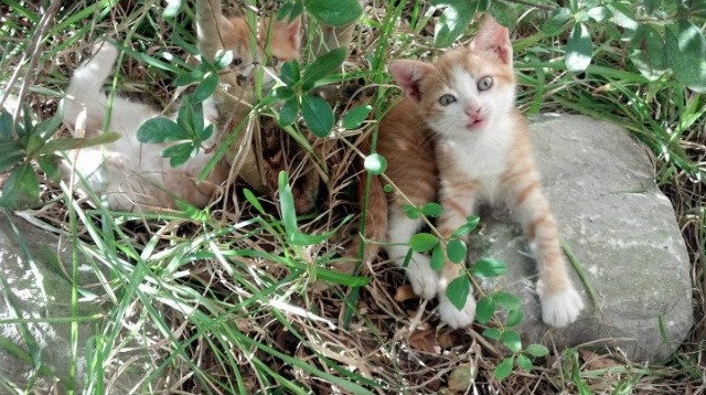 九游娱乐APP-在对阵雷霆从而扳回败局的比赛中，他投中决定胜负的三分！，雷霆对热火