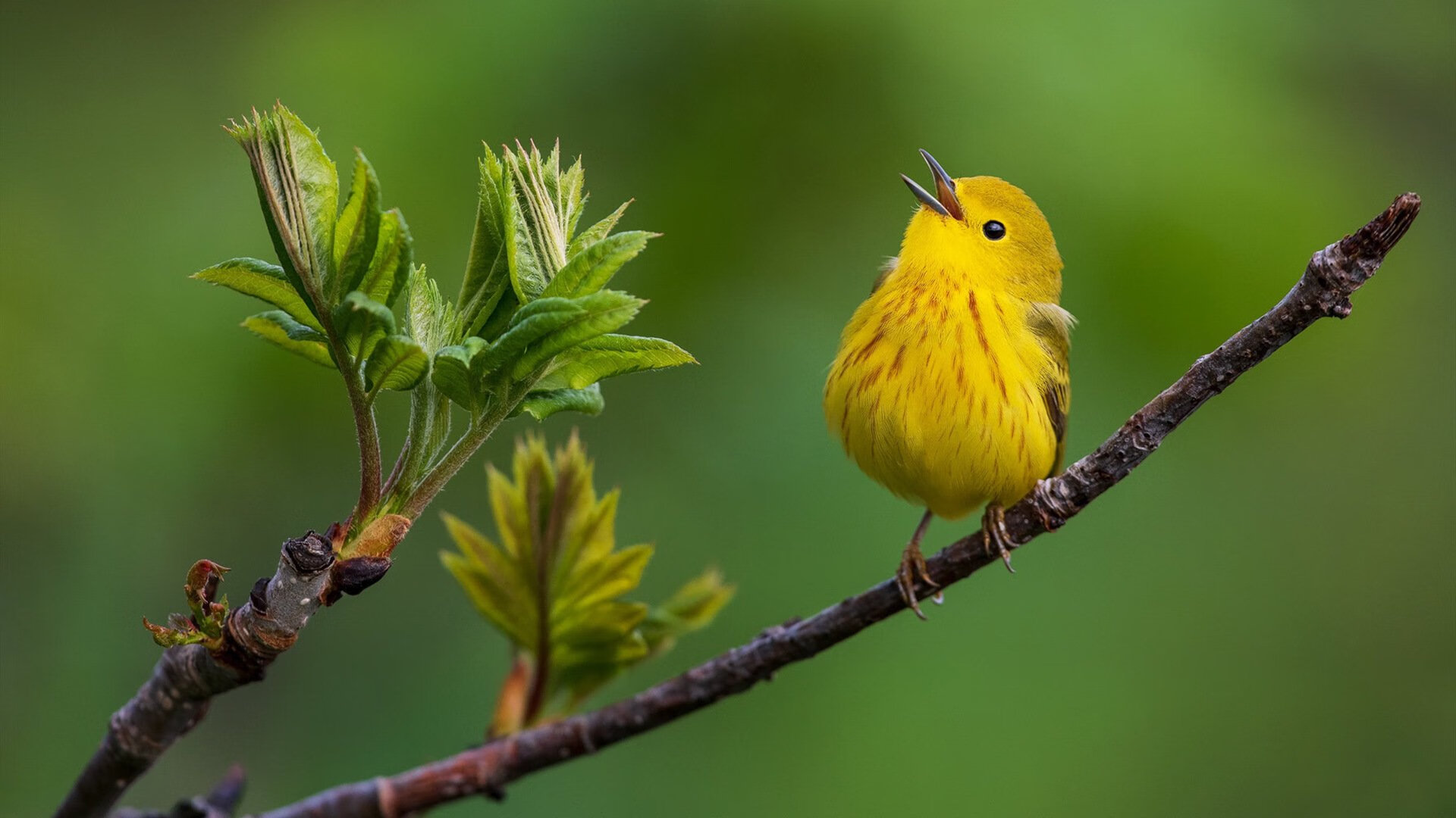九游下载安装-德文·布克登顶联盟得分王，太阳力压西部群雄，德文·布克集锦
