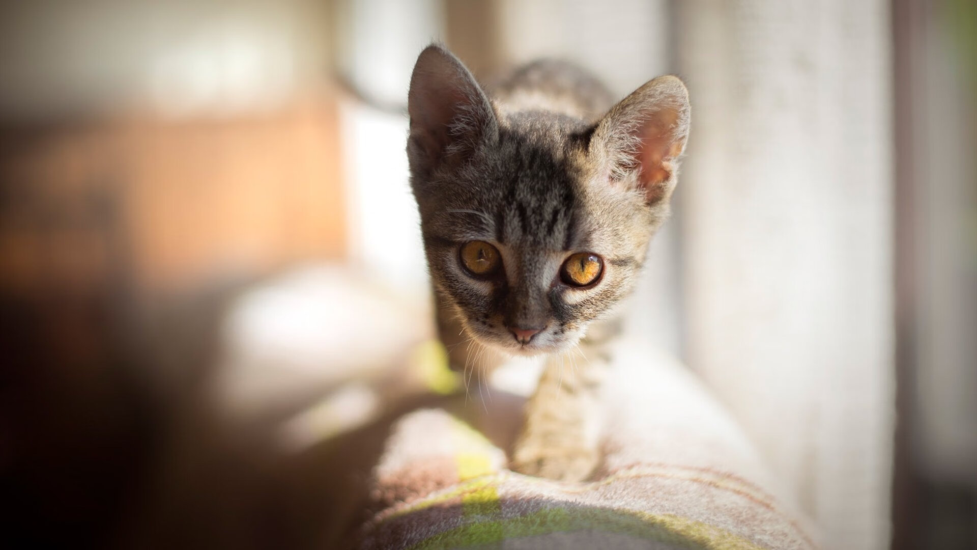 意甲积分格局凸显:国际米兰领先,米兰双雄紧追不舍,意甲国际米兰夺冠