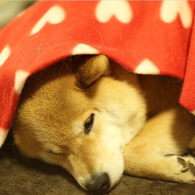 九游网游官网-法甲联赛中出现多场“鸟巢战术”，战术变化频繁，鸟巢的赛事