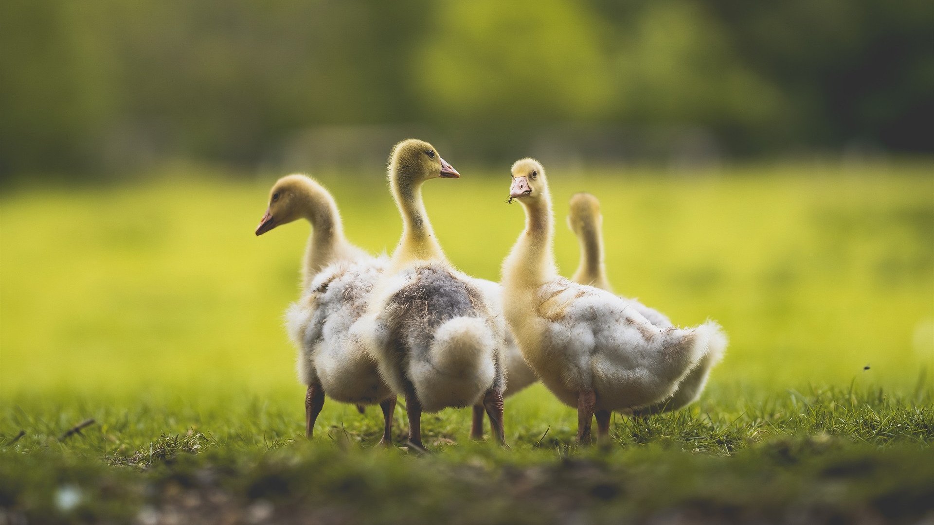 Jiuyou-退役巨星的“公益传奇”：用篮球影响更多年轻人，退役的篮球明星有哪些