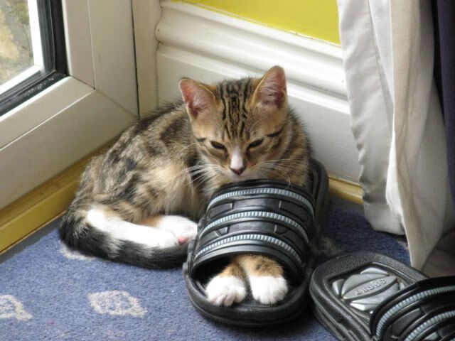 九游网游官网-凯恩重新出山，前锋成为球队进攻核心，凯恩的球队