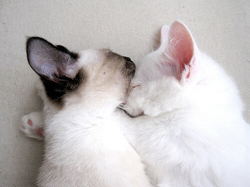 罗马欲战胜尼斯,实力挑战法甲赛场,罗马尼大战