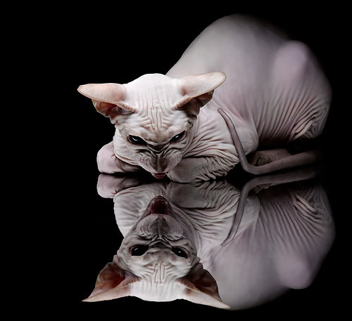 西班牙球员海外效力表现优异,西班牙球员海外效力表现优异的原因