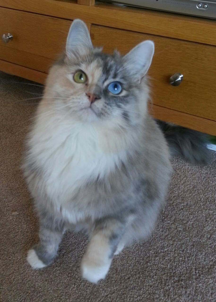 中超联赛裁判改革引入国际专家团队，中超联赛裁判员名单