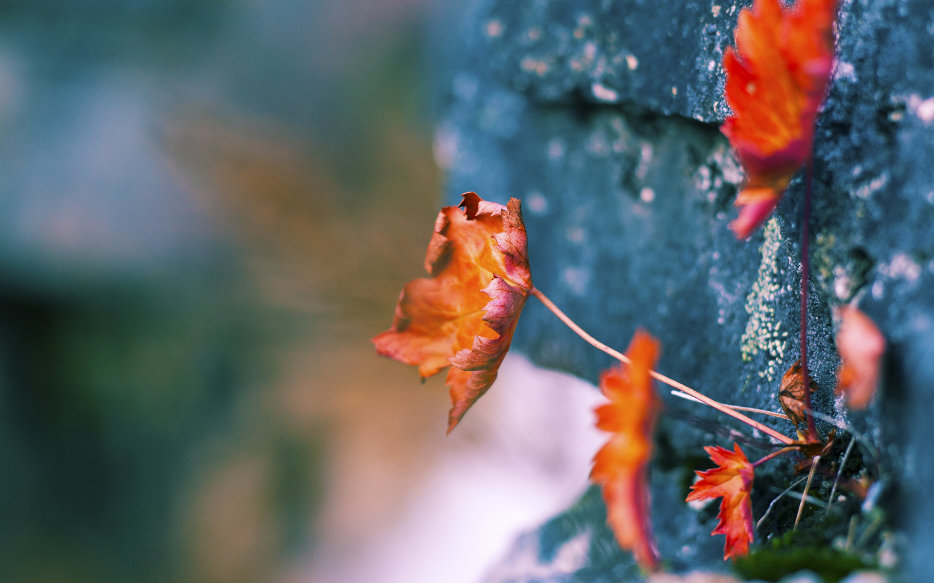 突尼斯希望进攻套路单一，被对手识破，突尼斯是啥意思