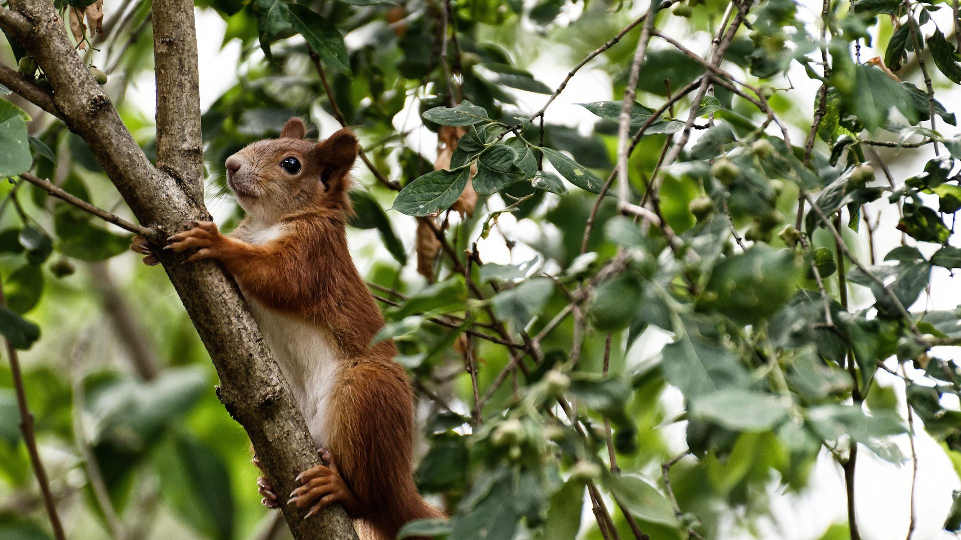 Jiuyou-赛后分析称切尔西整体战术执行无懈可击，切尔西太强了