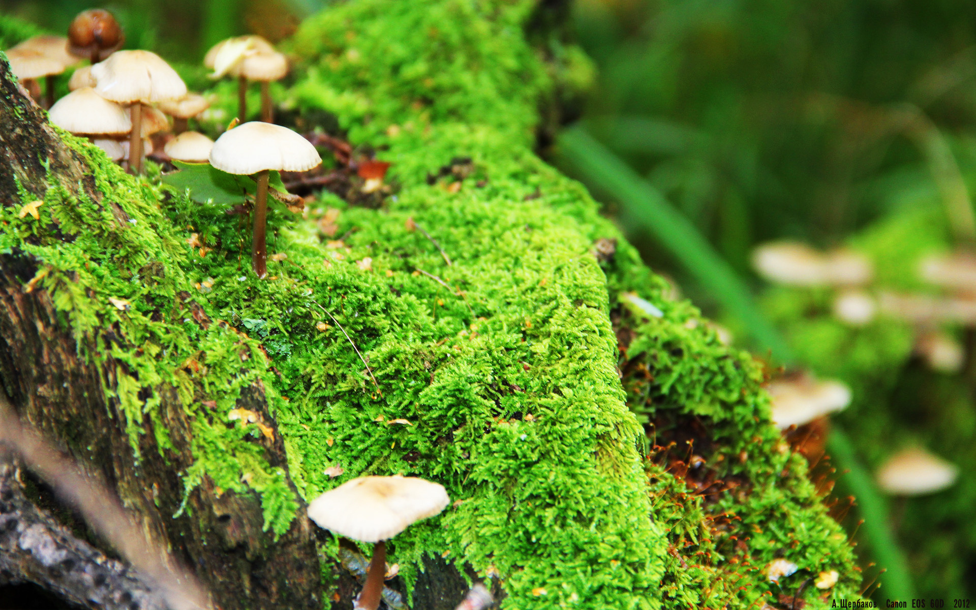 “尼古拉斯·桑特基的攻守平衡,为阿根廷美洲狮队注入新活力”