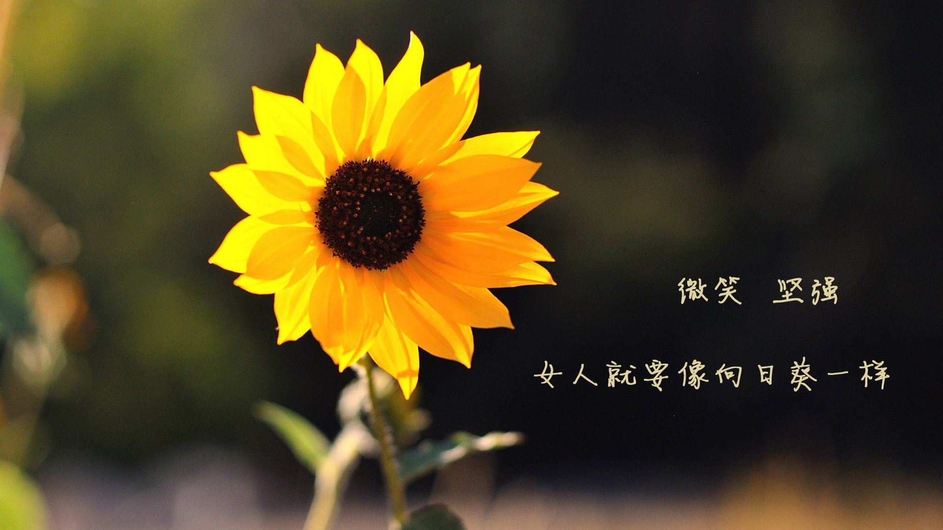 JIUYOU GAMING-世界杯绝佳瞬间：令人动容的高光时刻集锦，世界杯经典镜头