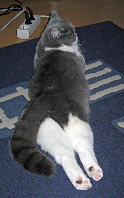 九游下载中心-法甲积分大战：悬念持续升温，法甲积分榜最新积分榜排名