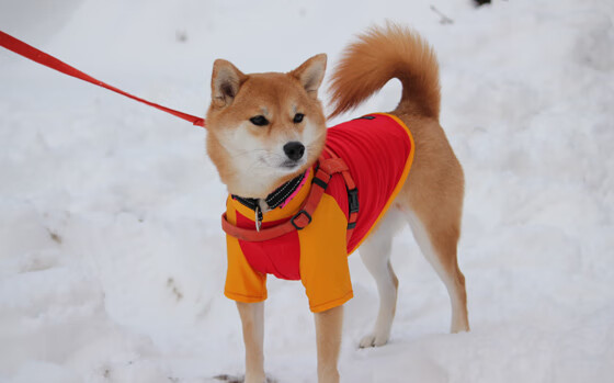 九游（jiuyou.com）游戏-球队进入备战冲刺期训练节奏进一步加快细节执行要求更高，篮球备战